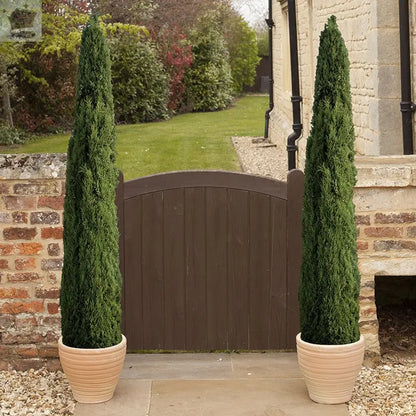 Pair of Italian Cypress Trees 1.2 - 1.4m Tall Ornamental Evergreen Shrubs Potted Gearcourt