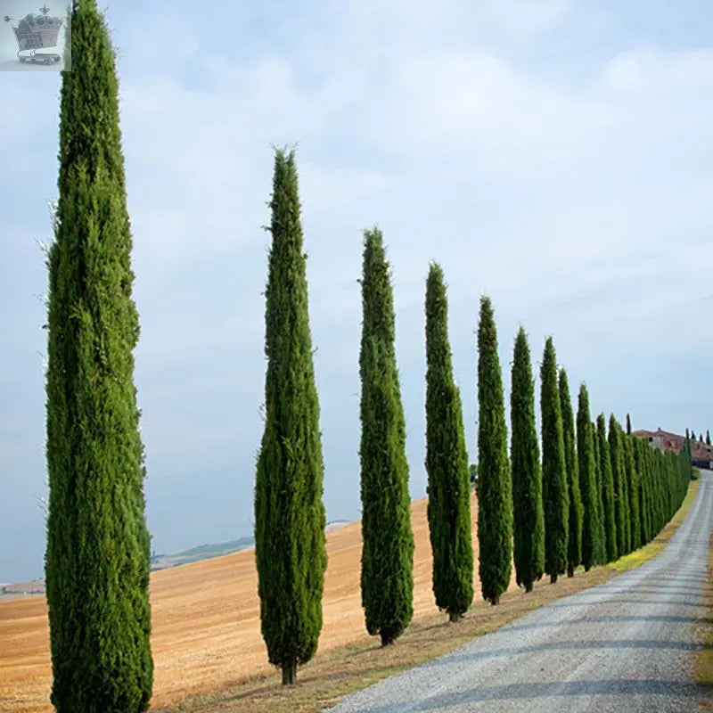 Pair of Italian Cypress Trees 1.2 - 1.4m Tall Ornamental Evergreen Shrubs Potted Gearcourt