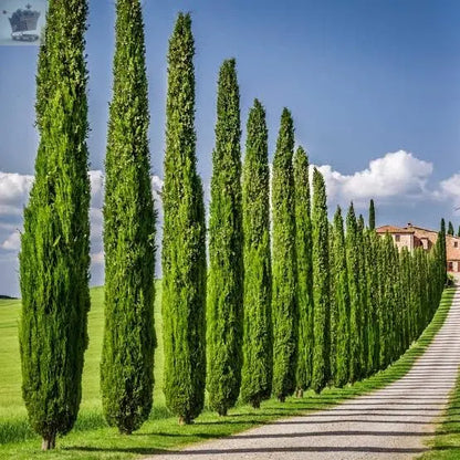 Pair of Italian Cypress Trees 60-80cm Tall Ornamental Shrubs Evergreen Plants - Royalcart