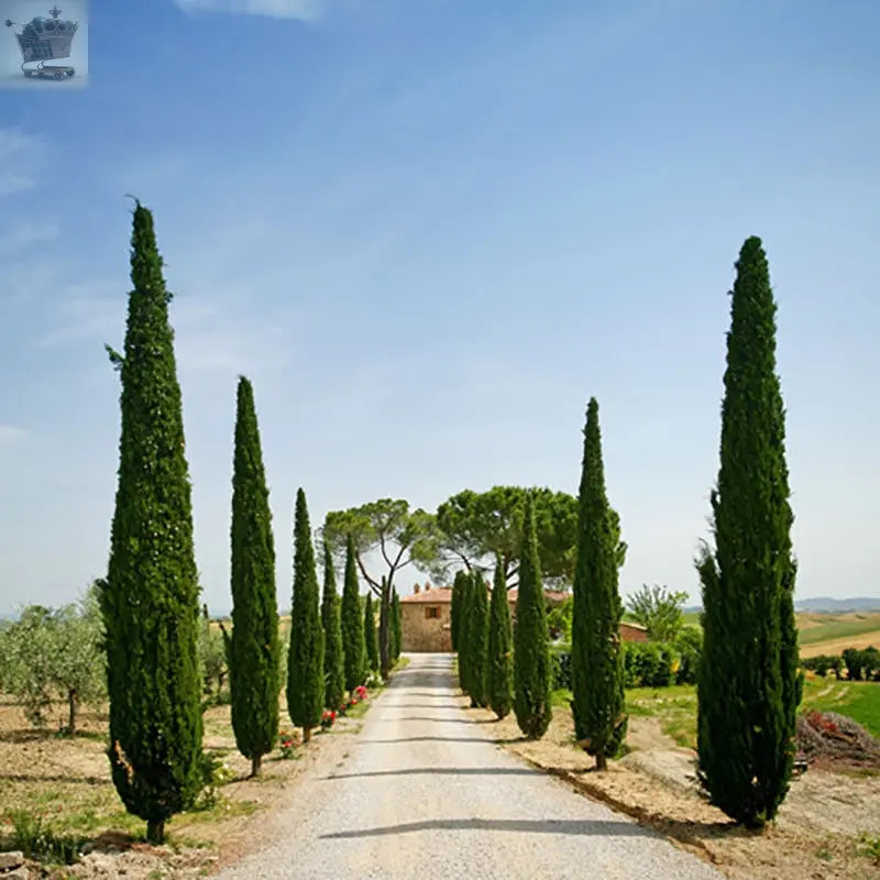 Pair of Italian Cypress Trees 60-80cm Tall Ornamental Shrubs Evergreen Plants - Royalcart