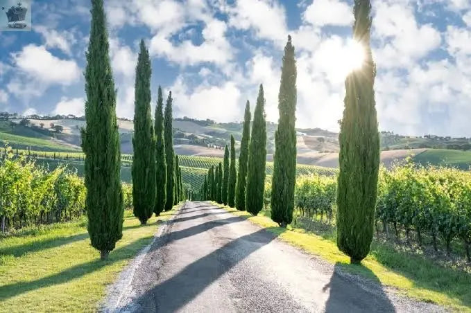 Pair of Italian Cypress Trees 60-80cm Tall Ornamental Shrubs Evergreen Plants - Royalcart