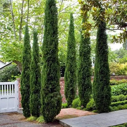 Pair of Italian Cypress Trees 60-80cm Tall Ornamental Shrubs Evergreen Plants - Royalcart