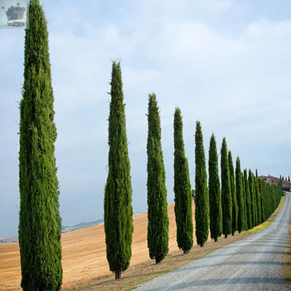 Pair of Italian Cypress Trees 60-80cm Tall Ornamental Shrubs Evergreen Plants - Royalcart