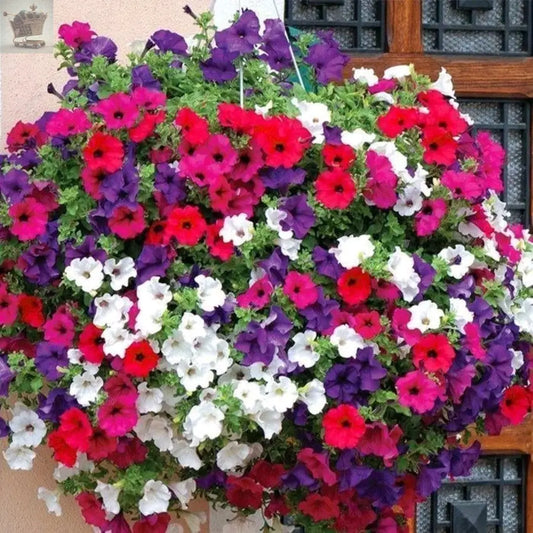 Petunia Balcony Mixed Seeds - 750 Seeds - Grow Your Own Flowers Baskets - Royalcart