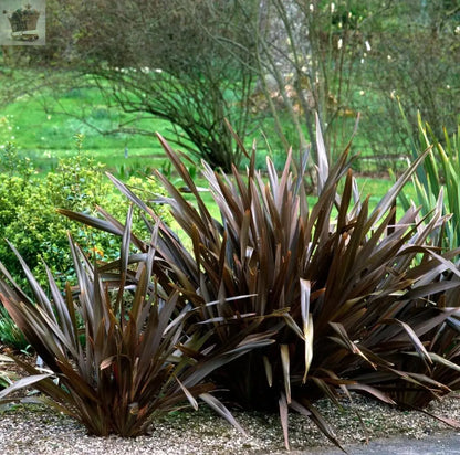 Phormium Hardy Perennial Garden Plant 'Black Velvet' 9cm Pot - Royalcart