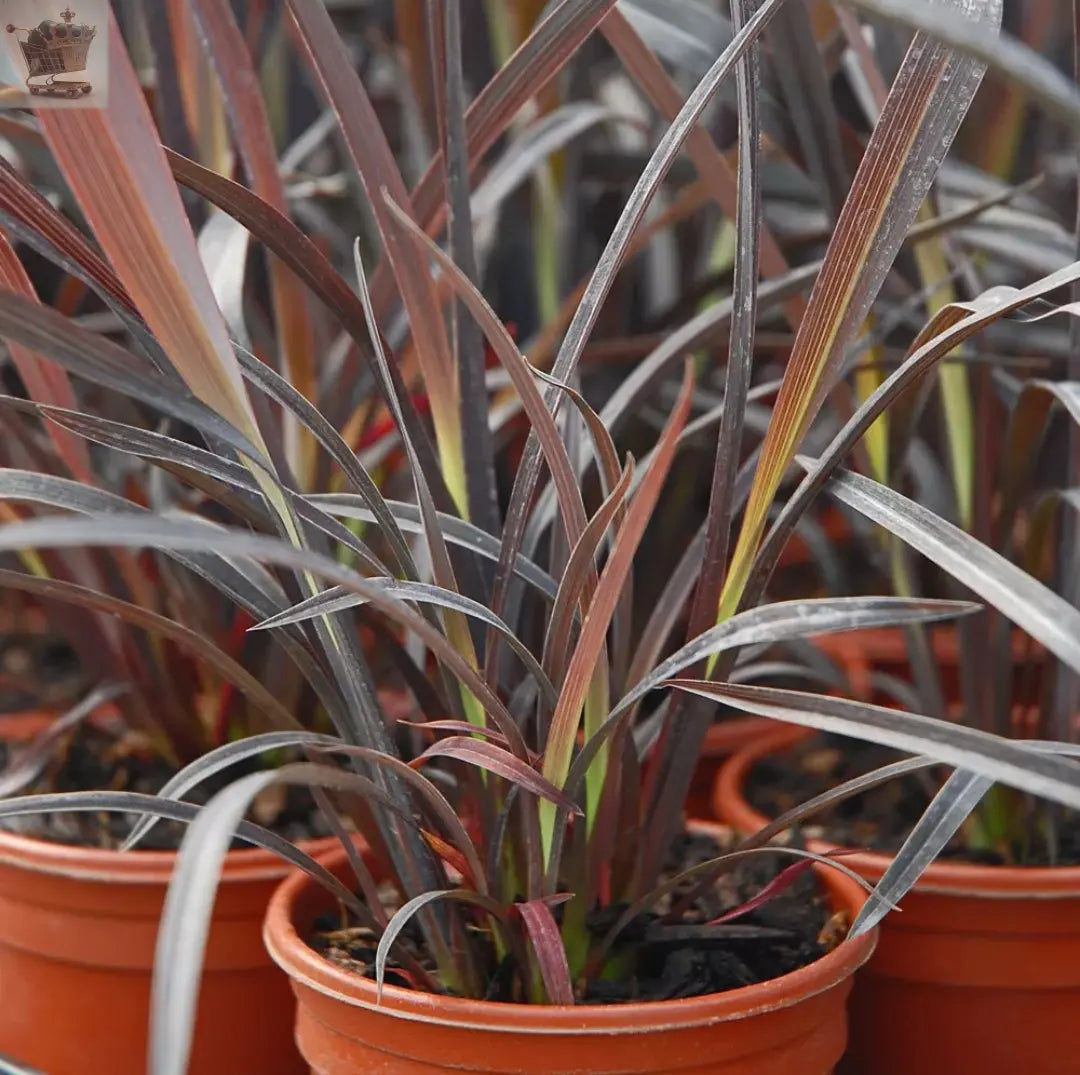 Phormium Hardy Perennial Garden Plant 'Black Velvet' 9cm Pot - Royalcart