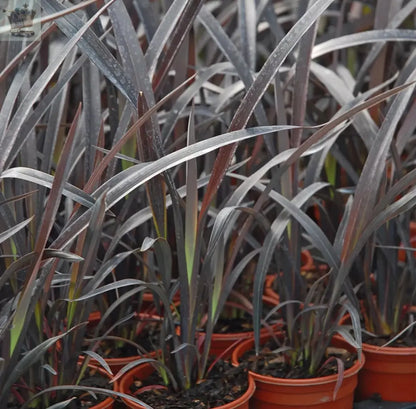 Phormium Hardy Perennial Garden Plant 'Black Velvet' 9cm Pot - Royalcart