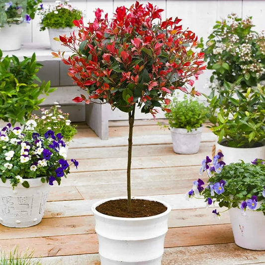 Photinia 'Little Red Robin' Standard Tree 1M tall Royalcart