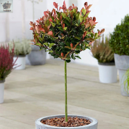 Photinia 'Little Red Robin' Standard Tree 1M tall Royalcart