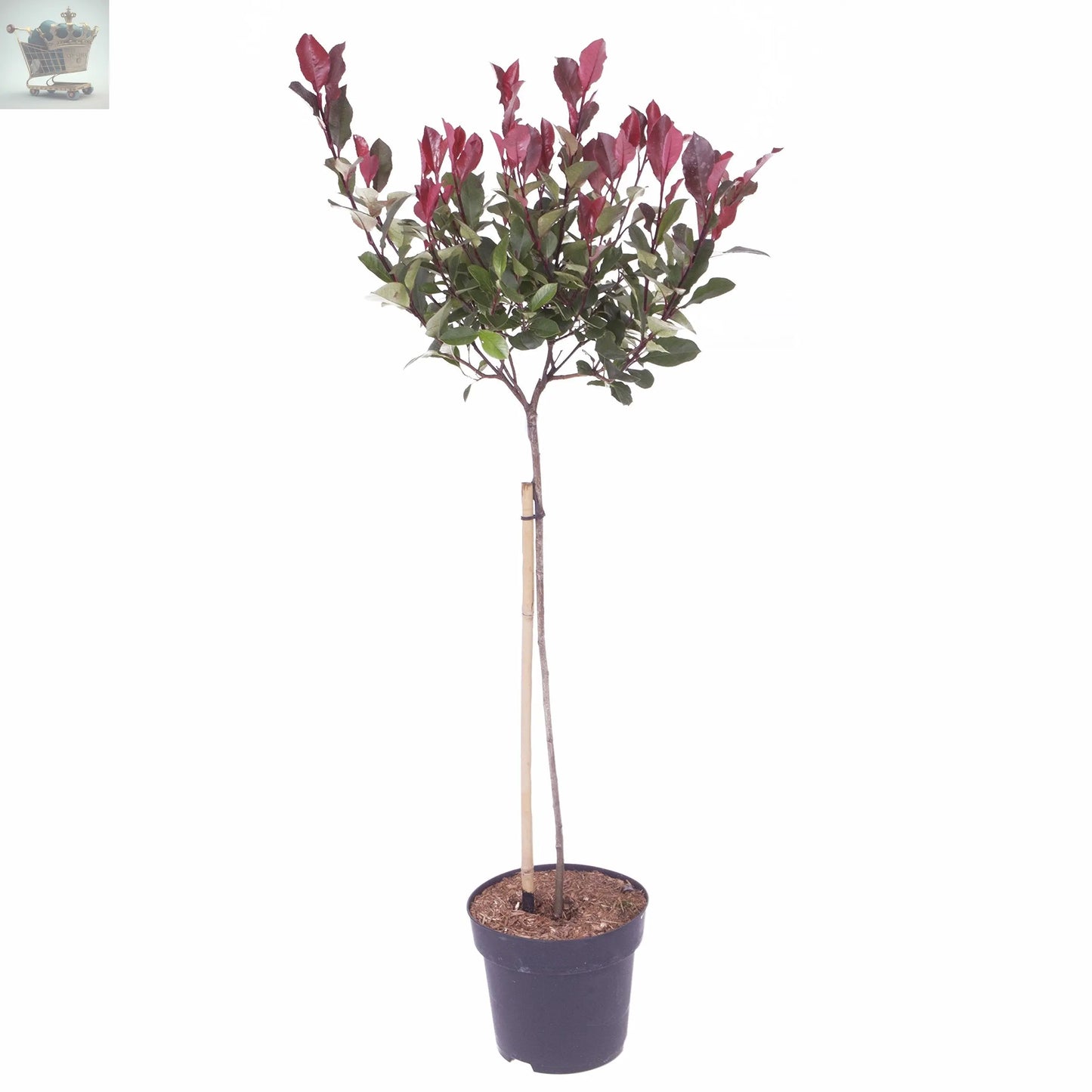 Photinia 'Little Red Robin' Standard Tree 1M tall Royalcart