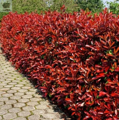 Christmas Berry / Photinia fraseri 'Red Robin' Hedging 25-40cm Tall Potted Gearcourt