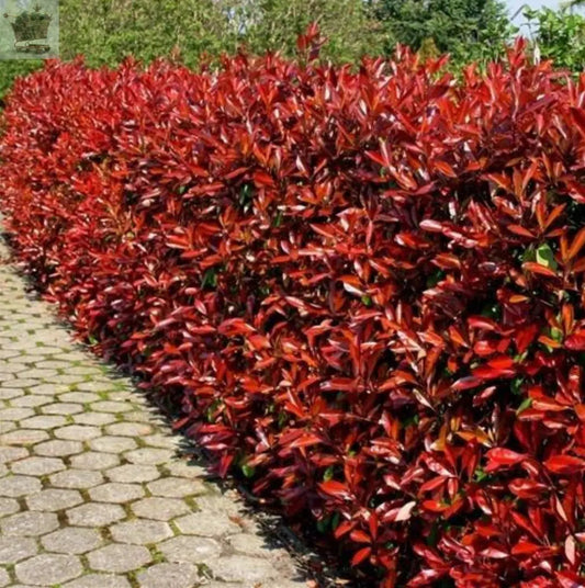 Christmas Berry / Photinia fraseri 'Red Robin' Hedging 25-40cm Tall Potted Gearcourt