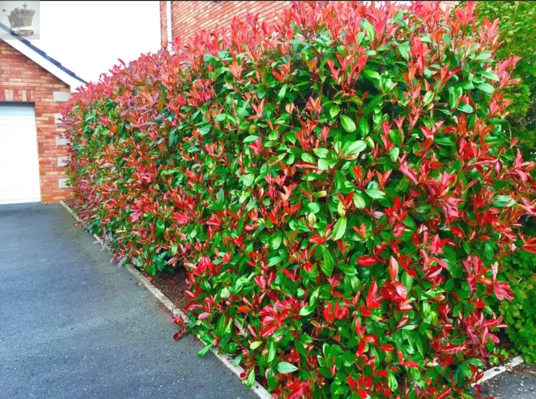 Christmas Berry / Photinia fraseri 'Red Robin' Hedging 25-40cm Tall Potted Gearcourt