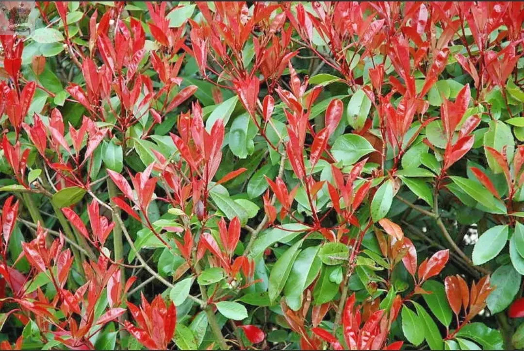 Christmas Berry / Photinia fraseri 'Red Robin' Hedging 25-40cm Tall Potted Gearcourt