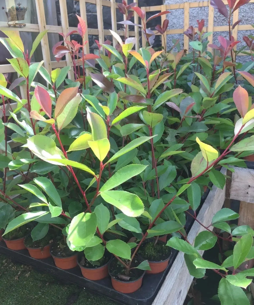 Christmas Berry / Photinia fraseri 'Red Robin' Hedging 25-40cm Tall Potted Gearcourt