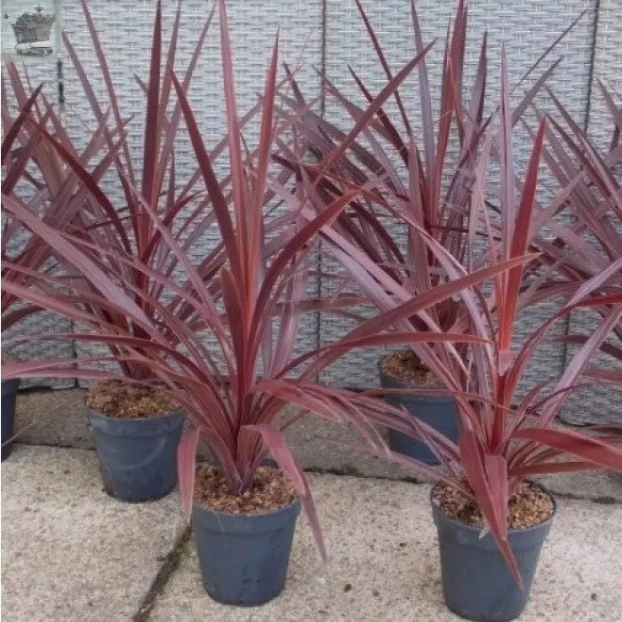 Piar Of Cordyline Australis Red Star Palm 30-40cm Potted Royalcart