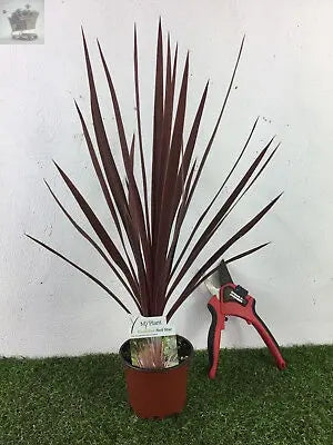 Piar Of Cordyline Australis Red Star Palm 30-40cm Potted Royalcart