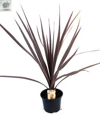 Piar Of Cordyline Australis Red Star Palm 30-40cm Potted Royalcart