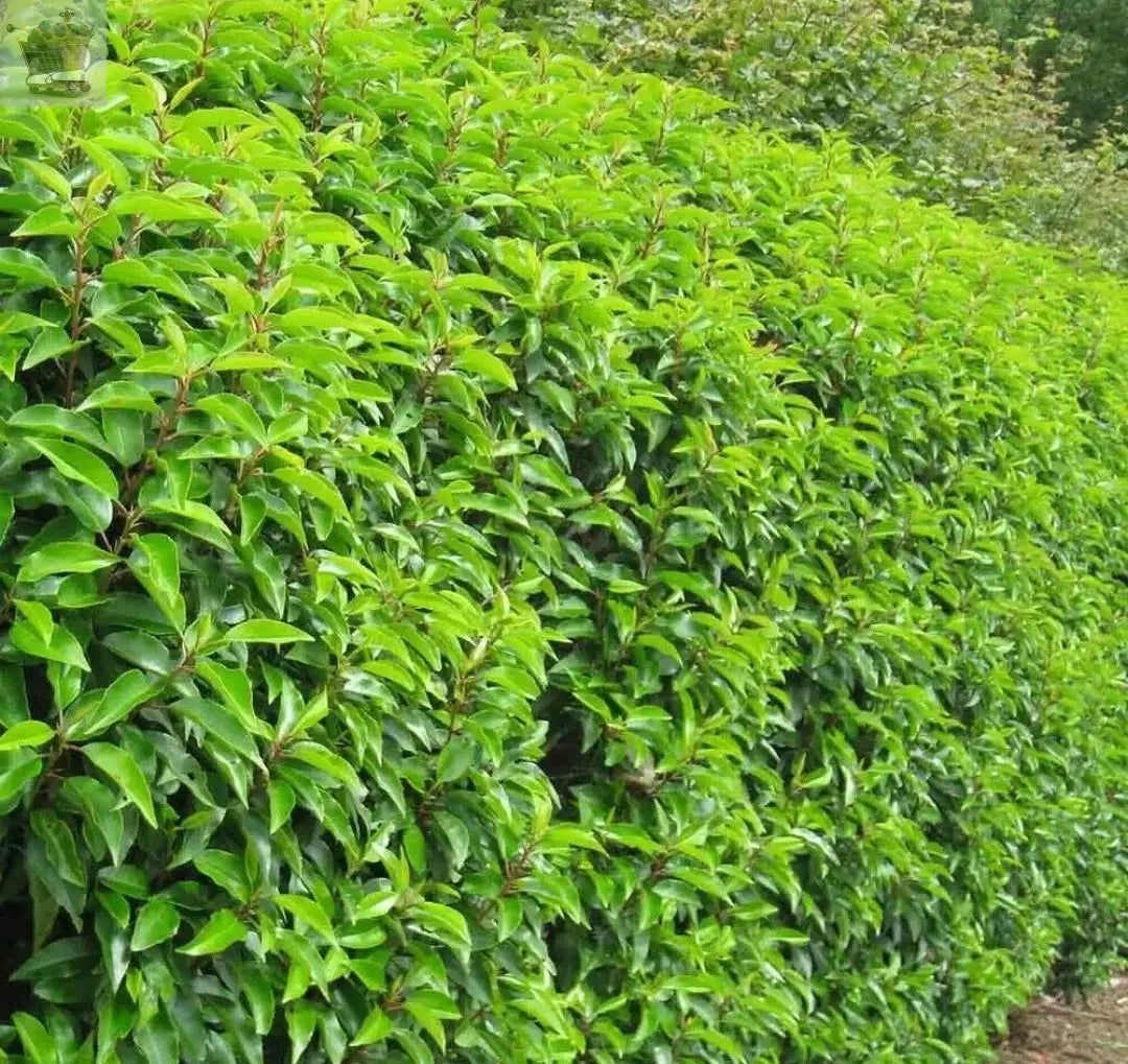 Portuguese Laurel Hedging Prunus Lusitanica 40-60cm, Evergreen Hedging Plants Royalcart