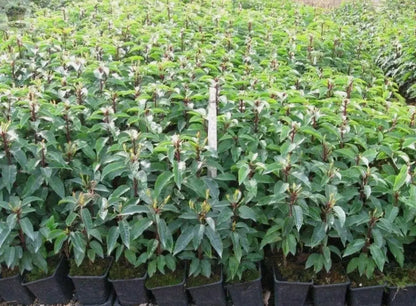 Portuguese Laurel Hedging Prunus Lusitanica 40-60cm, Evergreen Hedging Plants Royalcart