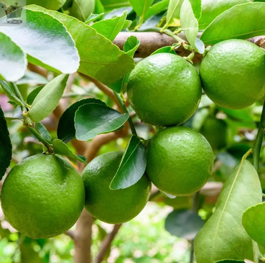 Potted Citrus Lime Tree Houseplant | Indoor Office Live Fruit Plant in 9cm Decorative Pot Royalcart