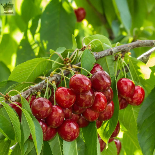 Potted Mini Dwarf Cherry Fruit Tree Ideal for Smaller Gardens 9cm Pot Royalcart