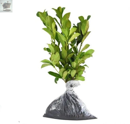 Prunus Laurocerasus Etna Laurel Bare Root Hedge Plants 1-2ft Pack of 10 plants - Royalcart