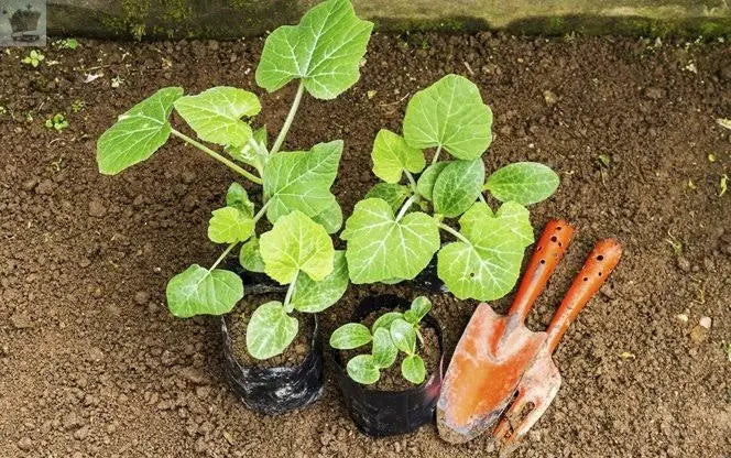 Pumpkin Plugs X2 . Ready To Plant For Halloween. Royalcart