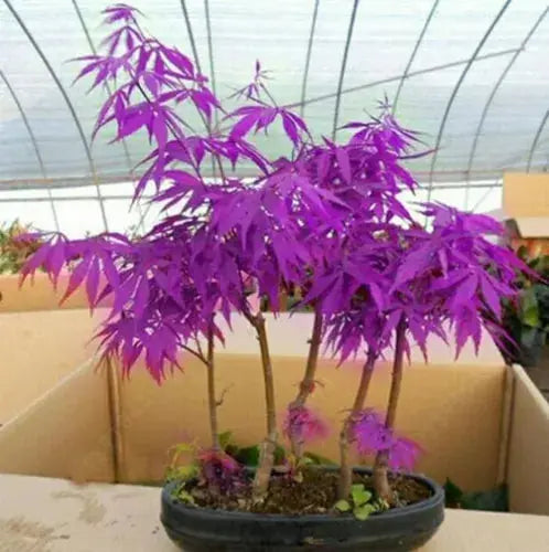 Purple Japanese Ghost Maple Bonsai Acer Seeds Rare Unusual Stunning Garden Plant Royalcart