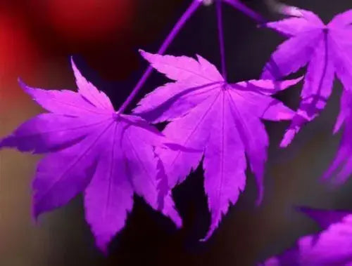 Purple Japanese Ghost Maple Bonsai Acer Seeds Rare Unusual Stunning Garden Plant Royalcart