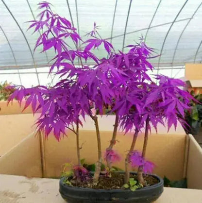 Purple Japanese Ghost Maple Bonsai Acer Seeds Rare Unusual Stunning Garden Plant Royalcart