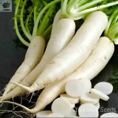 Radish Mooli Minowase 1500x Seeds - Vegetable Royalcart