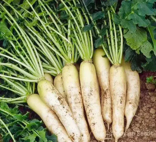 Radish Mooli Minowase 1500x Seeds - Vegetable Royalcart