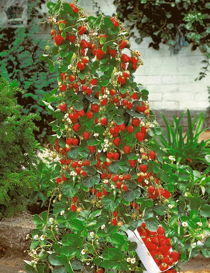 Red Climbing Strawberry Seeds Viable Seeds Royalcart