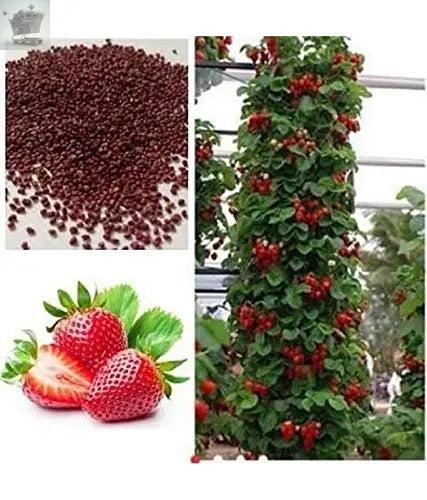 Red Climbing Strawberry Seeds Viable Seeds Royalcart