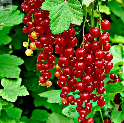 Redcurrant Ribes rubrum 'Jonkheer van Tets' Deciduous Hardy Fruit Tree | 9cm Pot Royalcart