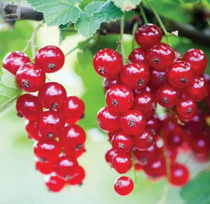 Redcurrant Ribes rubrum 'Jonkheer van Tets' Deciduous Hardy Fruit Tree | 9cm Pot Royalcart