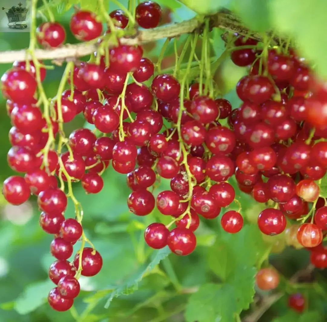 Redcurrant Ribes rubrum 'Jonkheer van Tets' Deciduous Hardy Fruit Tree | 9cm Pot Royalcart