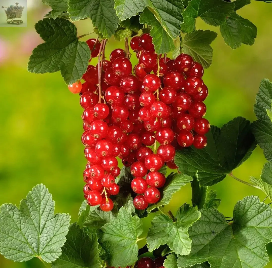 Redcurrant Ribes rubrum 'Jonkheer van Tets' Deciduous Hardy Fruit Tree | 9cm Pot Royalcart