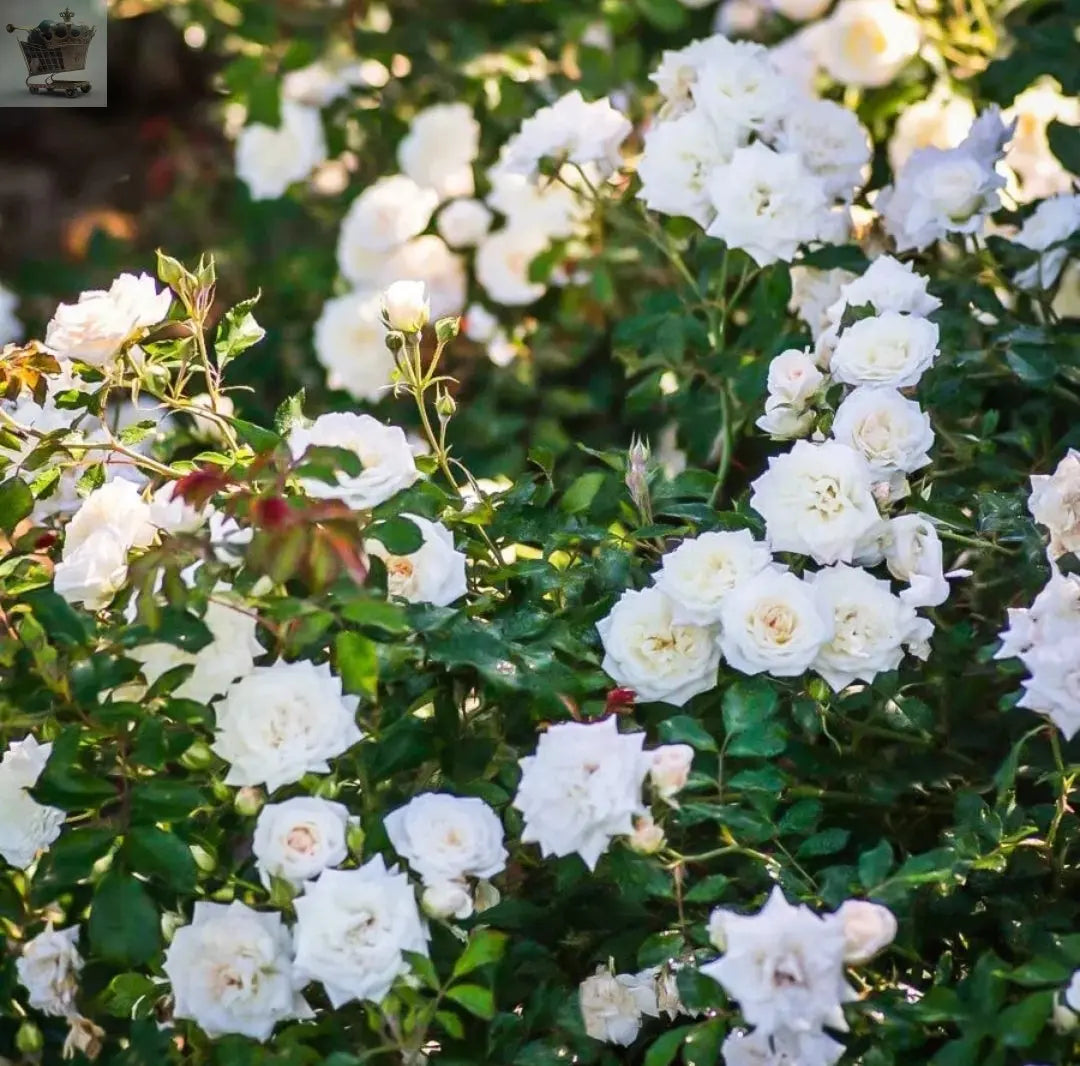 Rose Bush Ice Cream - Floribunda White Hybrid Tea Rose in a 3L Pot Royalcart