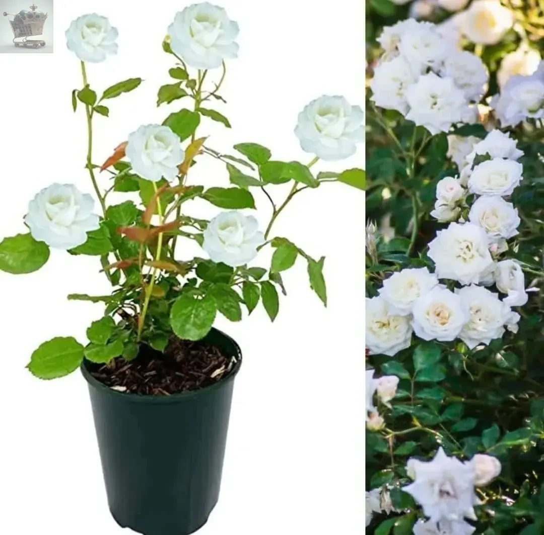 Rose Bush Ice Cream - Floribunda White Hybrid Tea Rose in a 3L Pot Royalcart