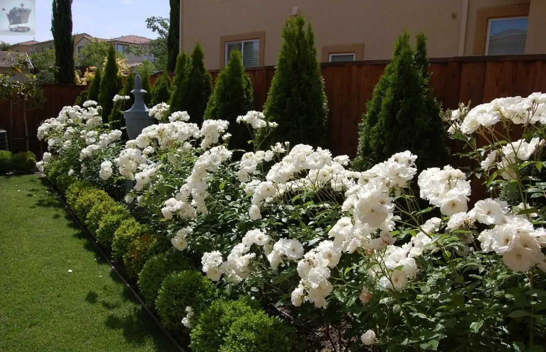 Rose Bush Ice Cream - Floribunda White Hybrid Tea Rose in a 3L Pot Royalcart