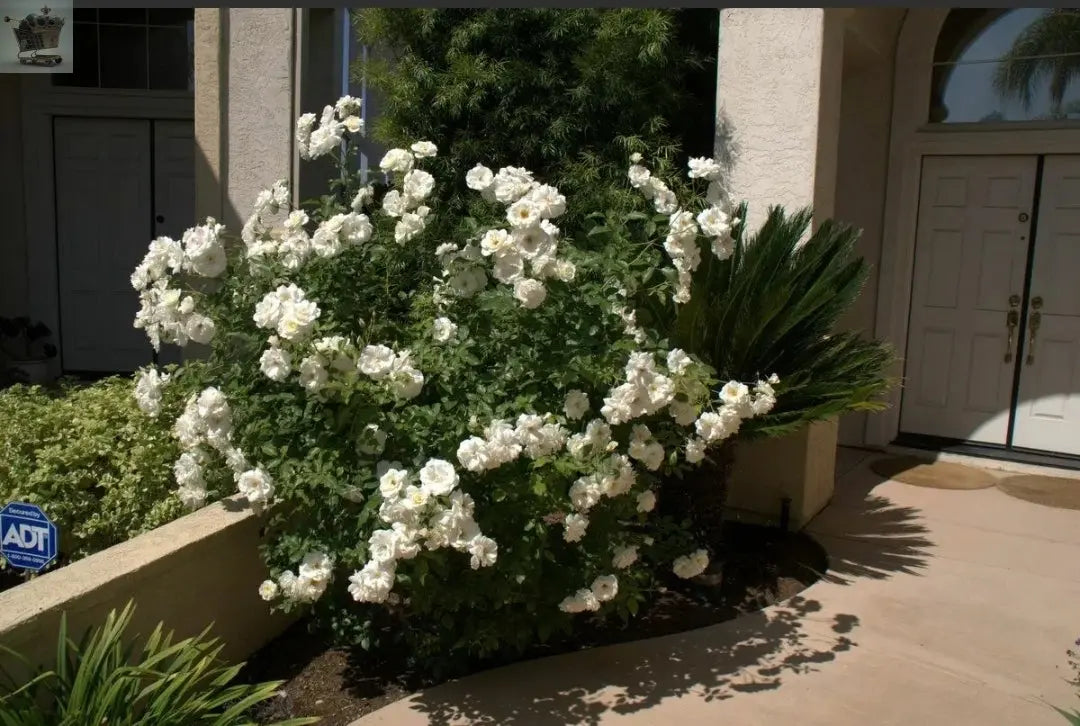 Rose Bush Ice Cream - Floribunda White Hybrid Tea Rose in a 3L Pot Royalcart