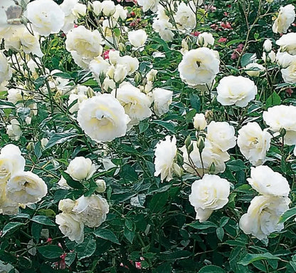 Rose Bush Ice Cream - Floribunda White Hybrid Tea Rose in a 3L Pot Royalcart