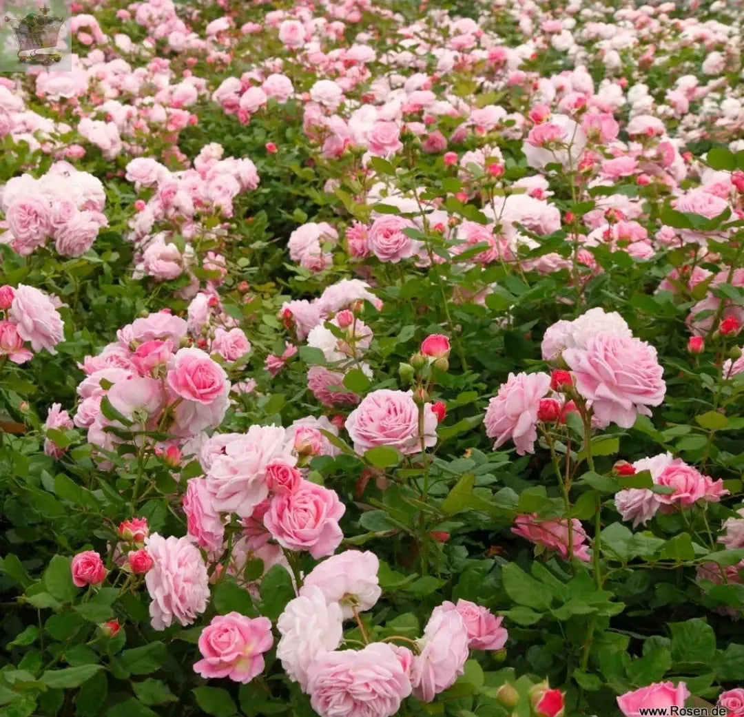 Rose Bush Prima Ballerina - Floribunda Pink Hybrid Tea Rose in a 3L Pot Royalcart