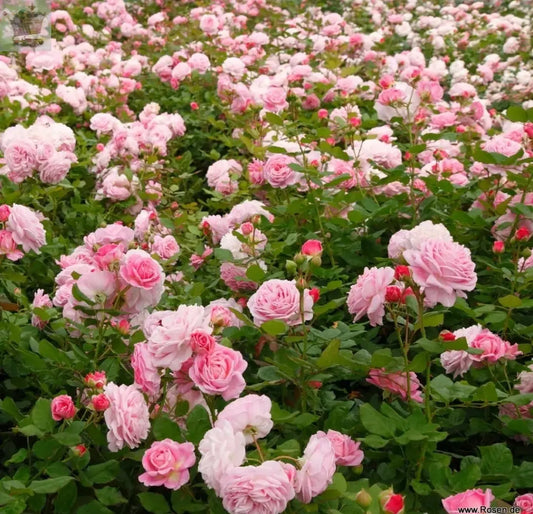 Rose Bush Prima Ballerina - Floribunda Pink Hybrid Tea Rose in a 3L Pot Royalcart