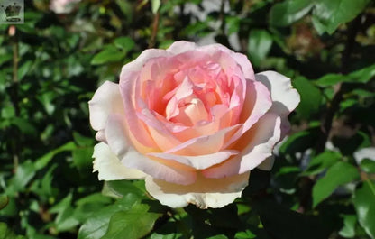 Rose Bush Prima Ballerina - Floribunda Pink Hybrid Tea Rose in a 3L Pot Royalcart