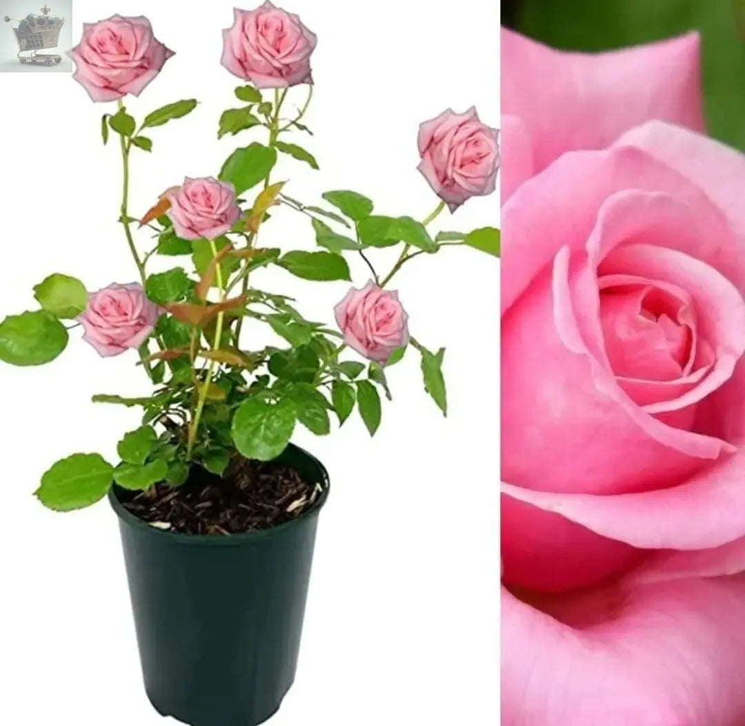 Rose Bush Prima Ballerina - Floribunda Pink Hybrid Tea Rose in a 3L Pot Royalcart