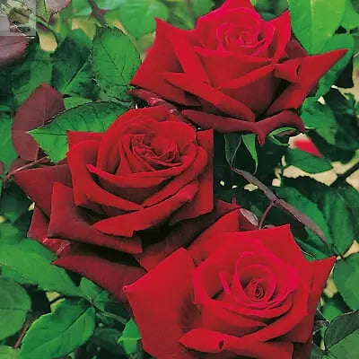 Rose Bush Showbiz! - Floribunda Rose Bush For The Garden In a 3 Litre Pot Royalcart