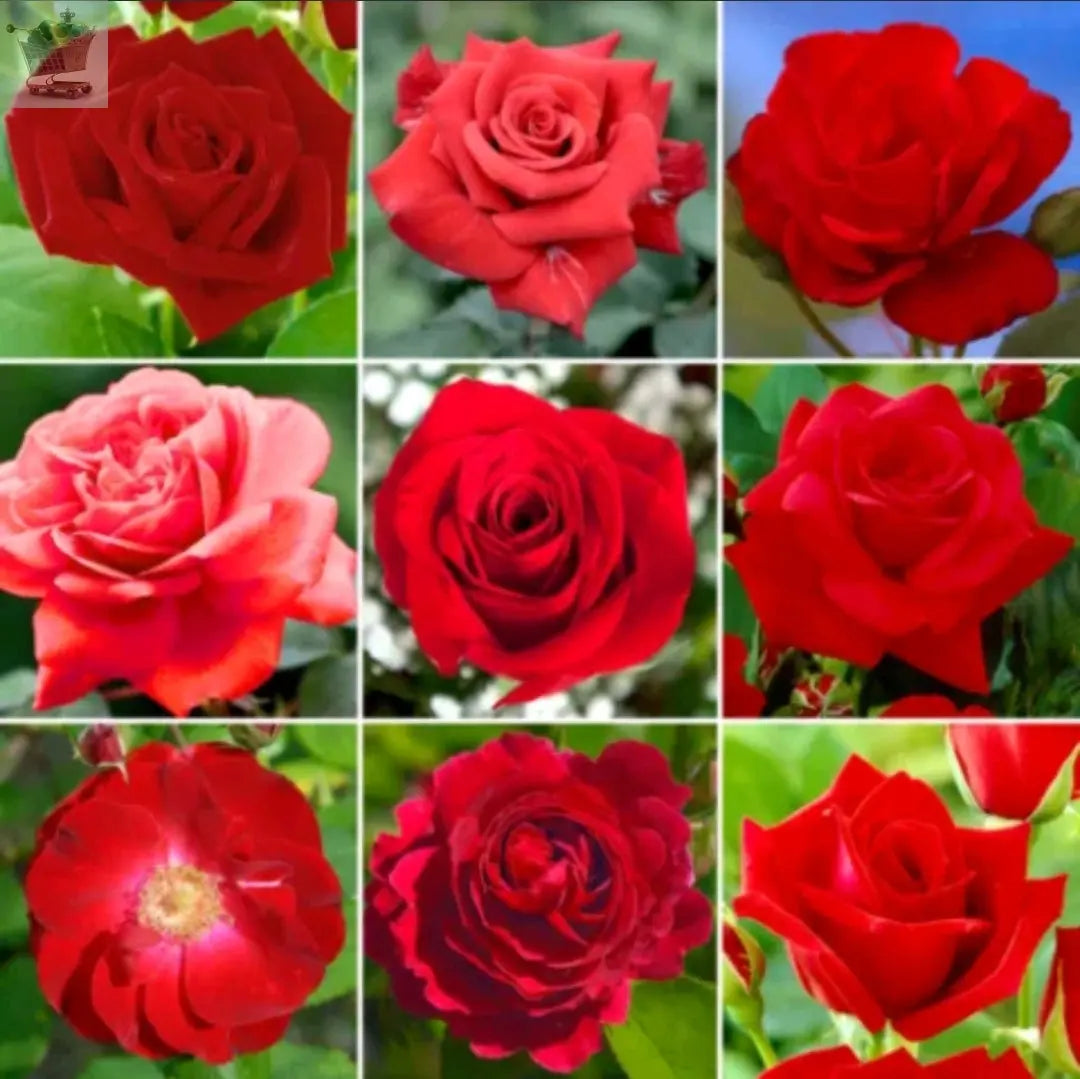 Rose Bush Showbiz! - Floribunda Rose Bush For The Garden In a 3 Litre Pot Royalcart